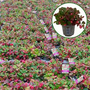 Afbeelding van Gaultheria P10.5 procumbens "Winter pearls" (rode bessen)